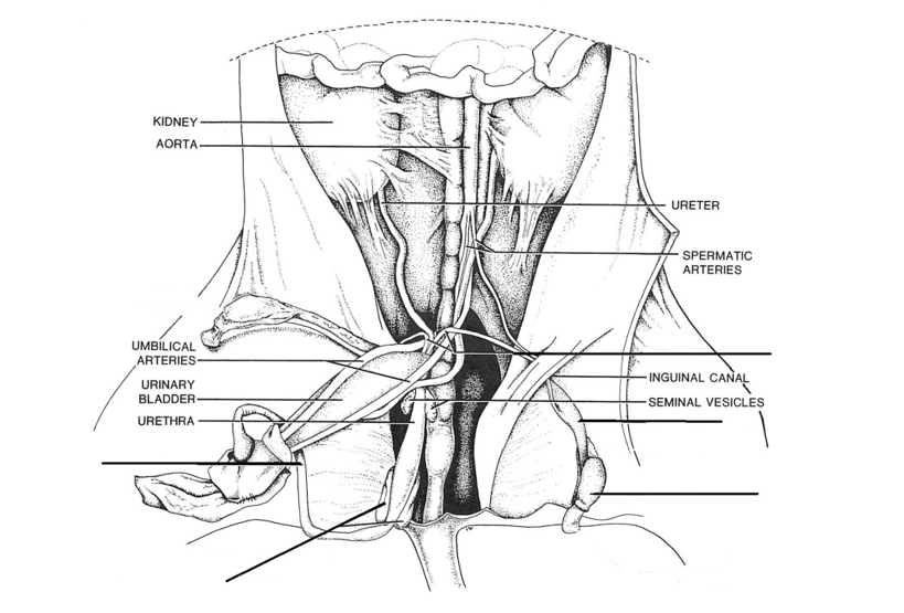 Solved Label the parts of the female urinary/reproductive