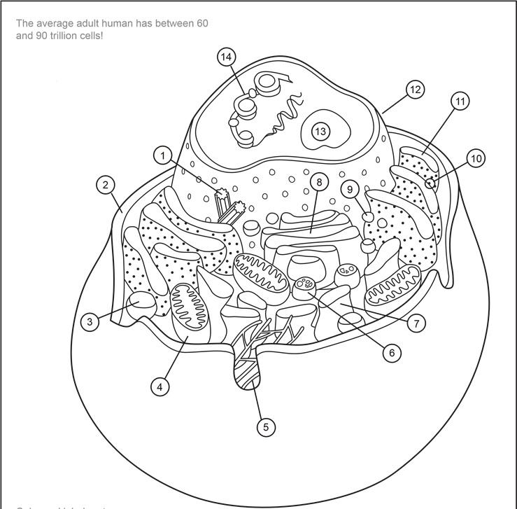 Solved Question 1 Using the image below and the | Chegg.com