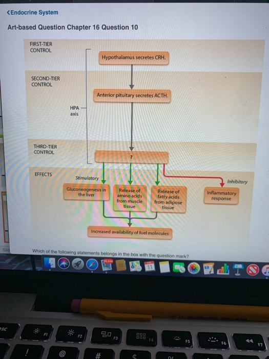 Solved Endocrine System Artbased Question Chapter 16