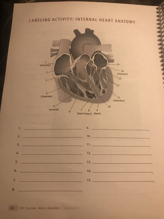 Solved LABELING ACTIVITY: INTERNAL HEART ANATOMY 14 Chamber) | Chegg ...