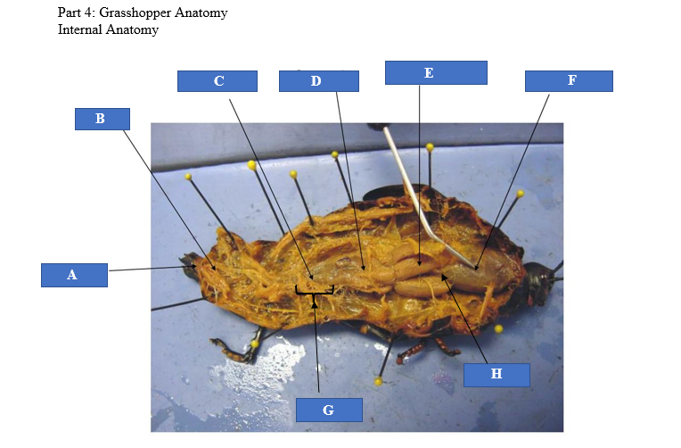 grasshopper internal anatomy