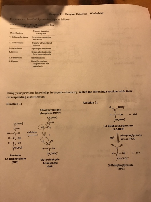 Solved I Enzyme CatalysisWorksheet are classified by