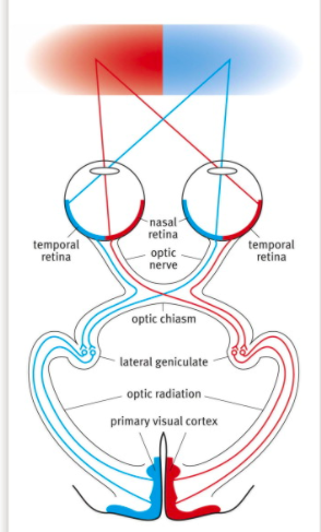 Solved temporal retina nasal retina optic nerve temporal | Chegg.com