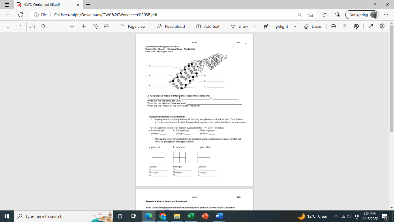 Label the following parts of DNA.
Phosphate, Sugar, Nitrogen Base, Nucleotide
Dananaie Lublonana hanat
A nucleotide is made o