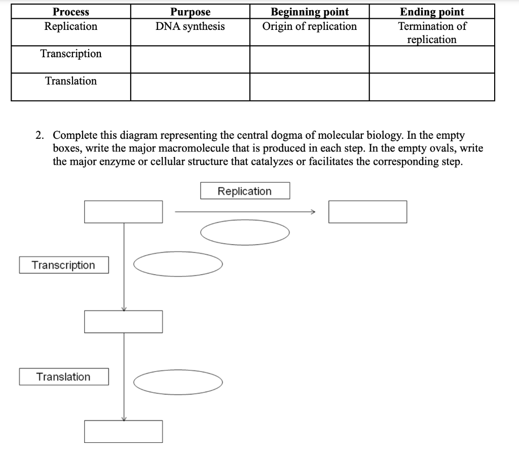 Solved Process Replication Purpose DNA synthesis Beginning | Chegg.com
