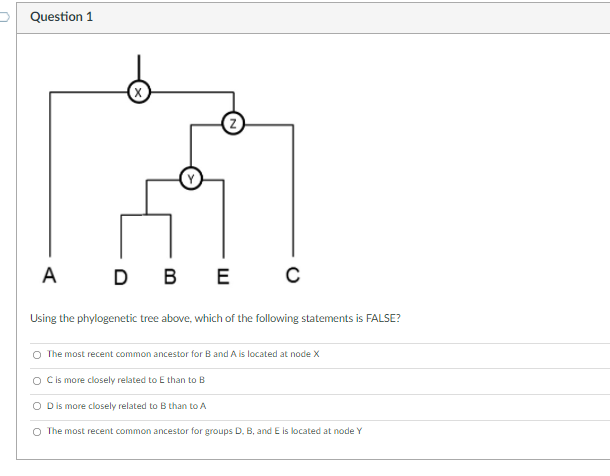 Solved Question 1 A D B D BE С Using The Phylogenetic Tree | Chegg.com