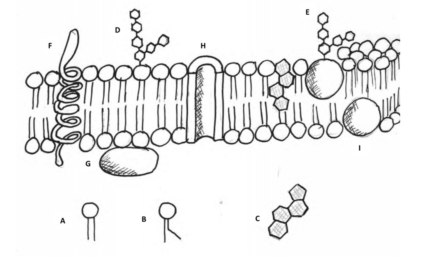 cell membrane drawing