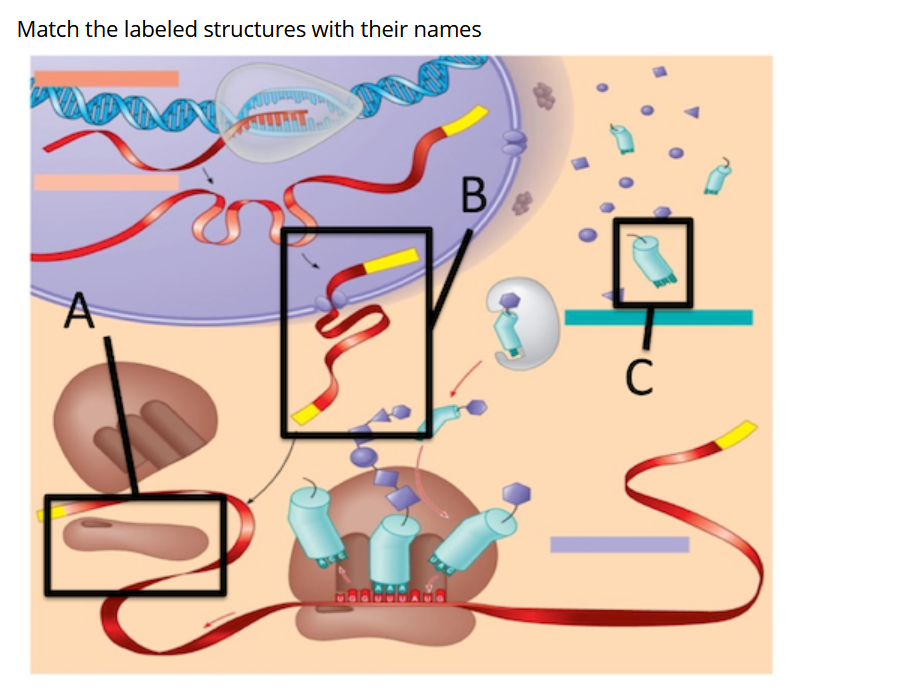 Solved Match the labeled structures with their names B A C s | Chegg.com