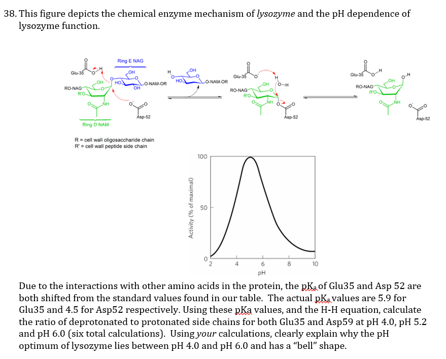 38. This figure depicts the chemical enzyme mechanism | Chegg.com
