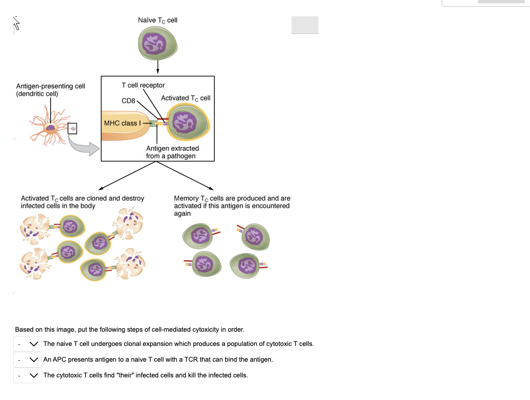 Based on this image, put the following steps of cell-mediated cytoxicity in order.
The naive \( \mathrm{T} \) cell undergoes