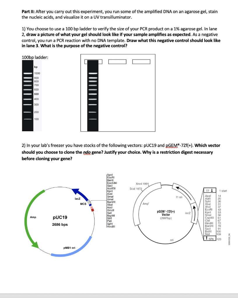 Solved 3) After you have ligated your PCR product into your | Chegg.com