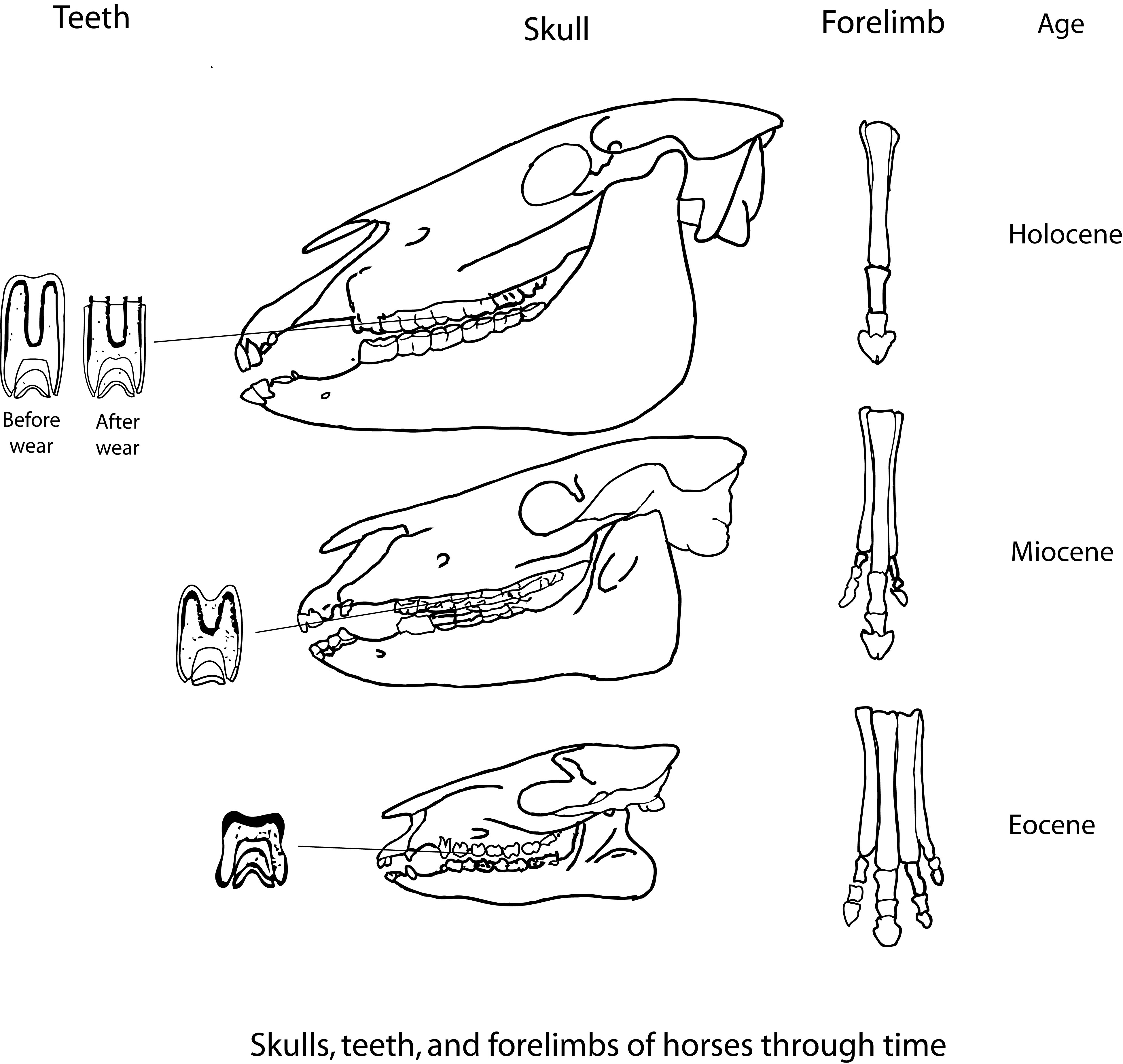 Solved Describe the difference in structure of the forelimbs | Chegg.com