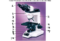 Brightfield Microscope Parts Flashcards Chegg Com