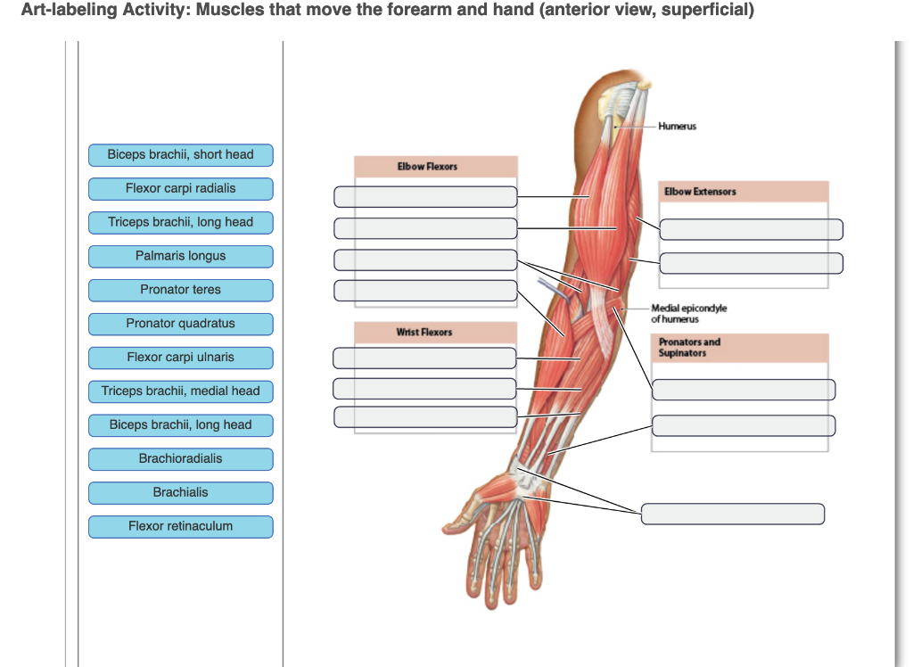 Solved Artlabeling Activity Oblique and rectus muscles of