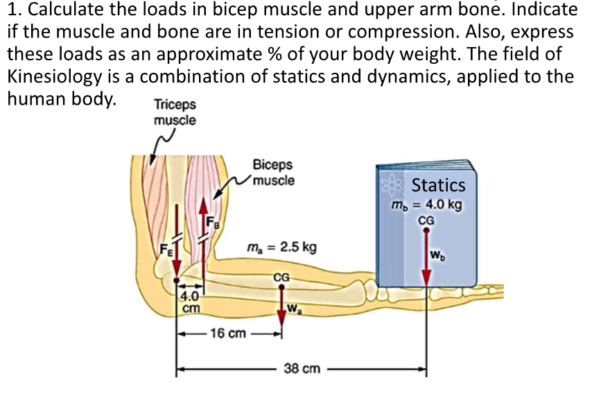 Solved 1. Calculate the loads in bicep muscle and upper arm | Chegg.com