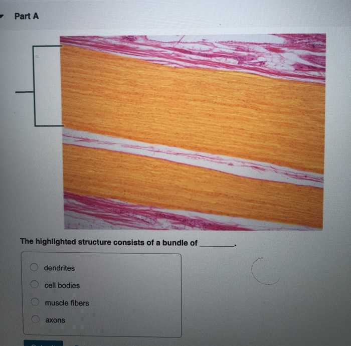 solved-part-a-the-highlighted-structure-consists-of-a-bundle-chegg