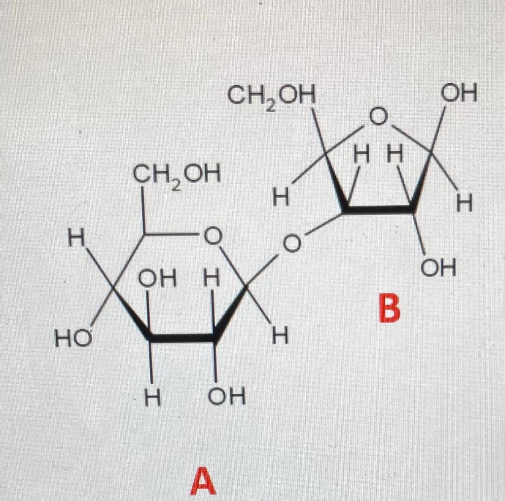 Solved 1. The Disaccharide Shown Above Is Composed Of | Chegg.com