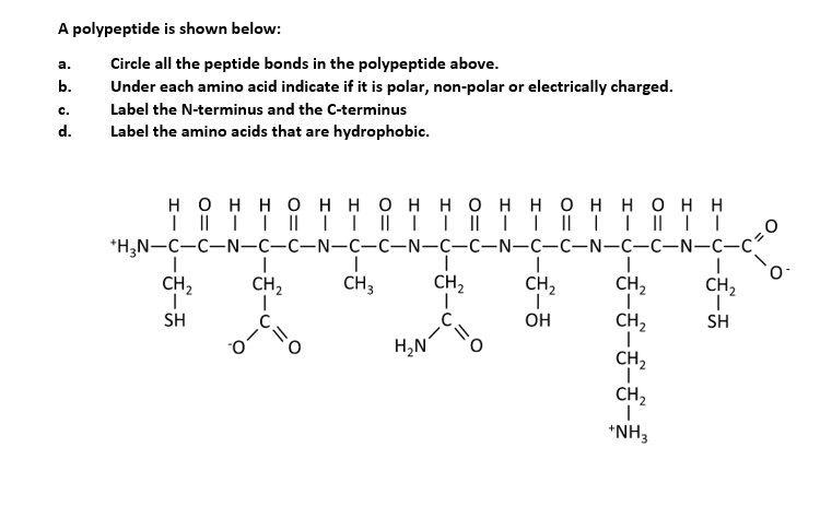 Solved A Polypeptide Is Shown Below Circle All The Peptide