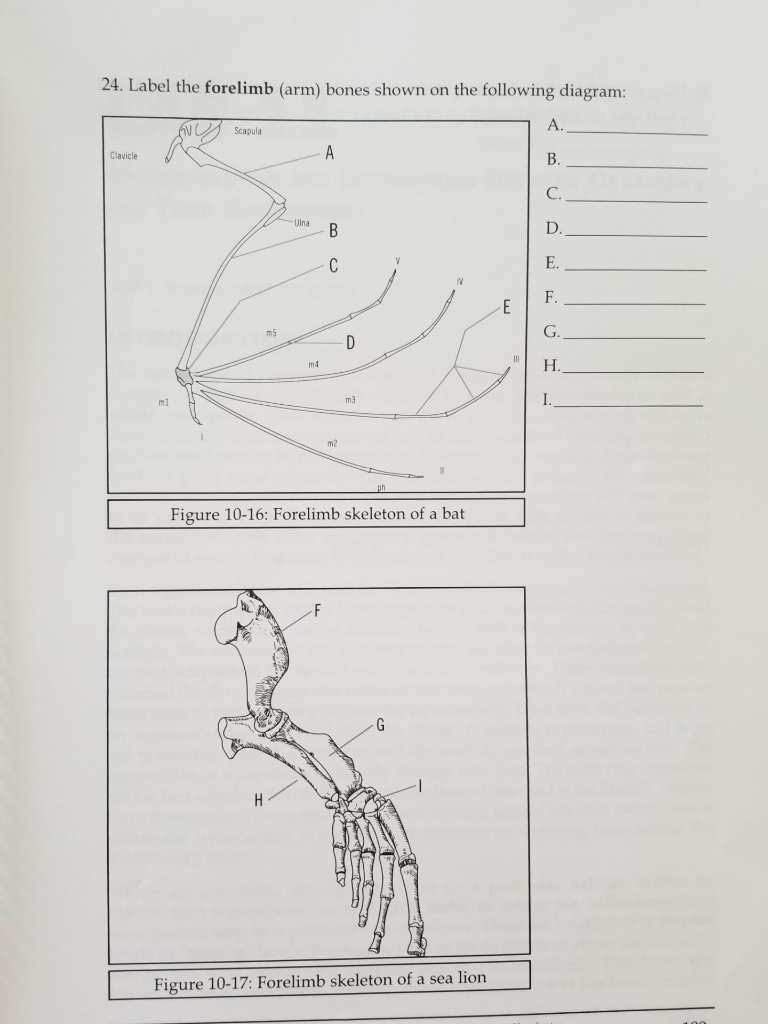 Forelimb Labeled Solved 24. Label the forelimb (arm) bones shown on the | Chegg.com