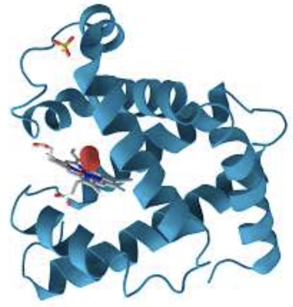 Solved 5 1 pdf alpha helix beta sheet triple helix beta chegg