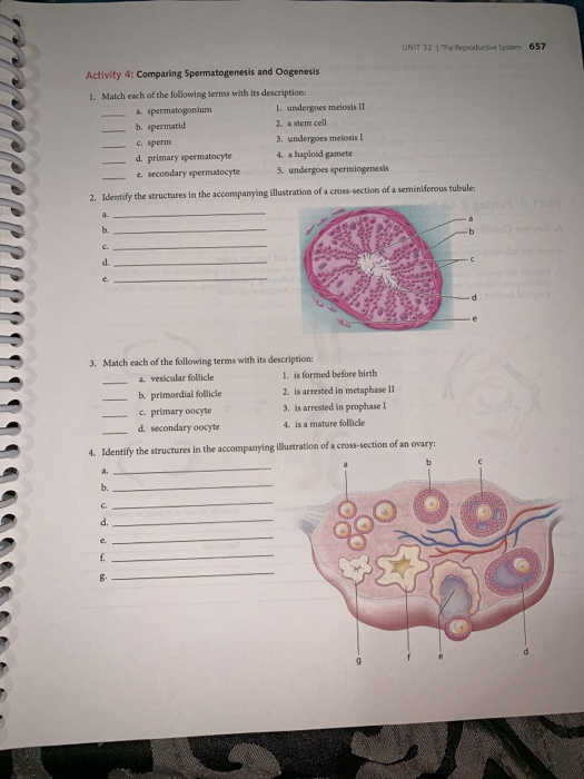 Solved UNIT 32 1 The Reproductive System 657 Activity 4: | Chegg.com