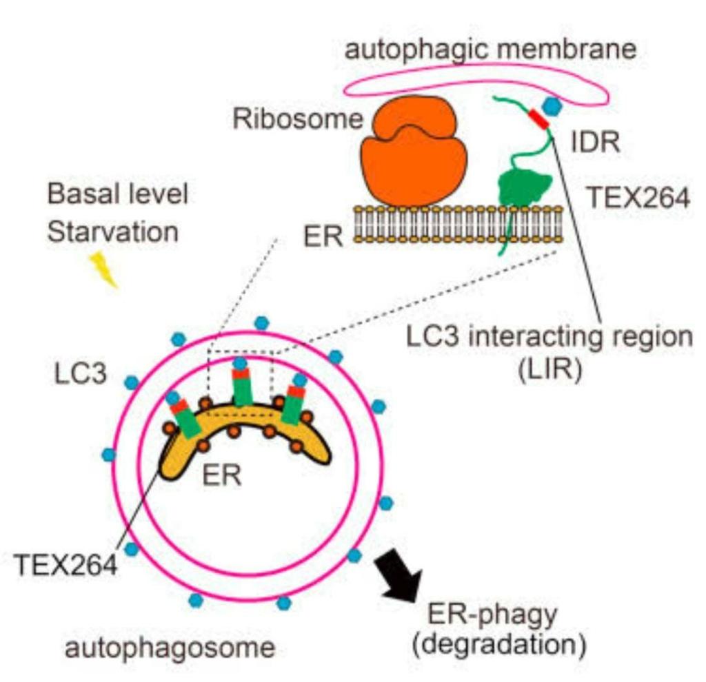 Solved autophagic membrane Ribosome IDR TEX264 Basal level