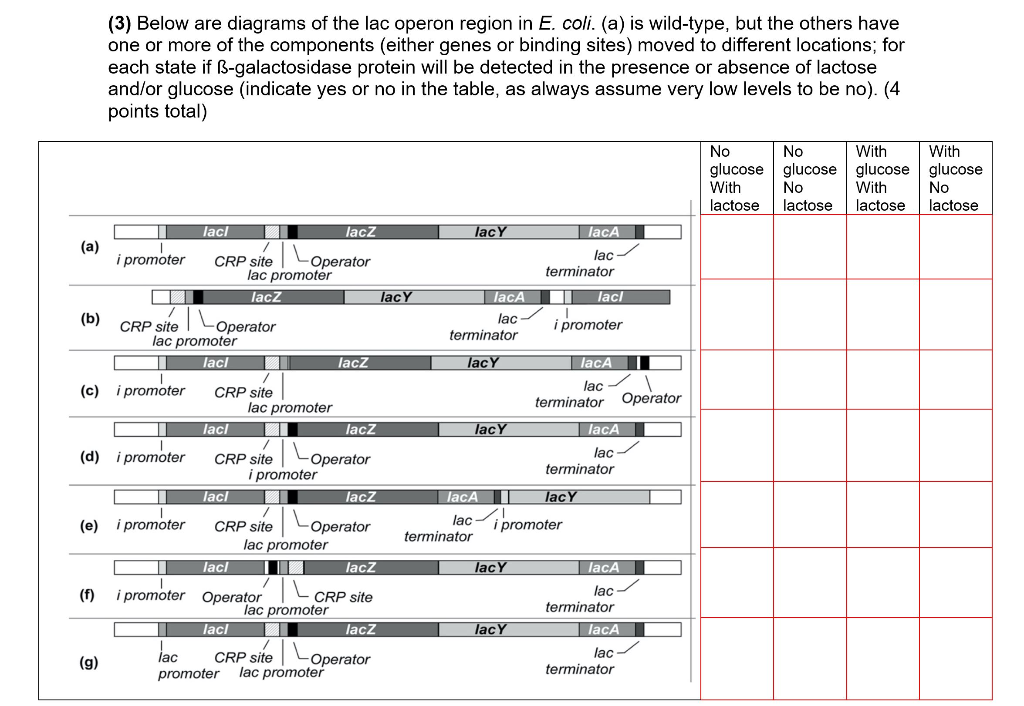 Solved (3) Below are diagrams of the lac operon region in E. | Chegg.com