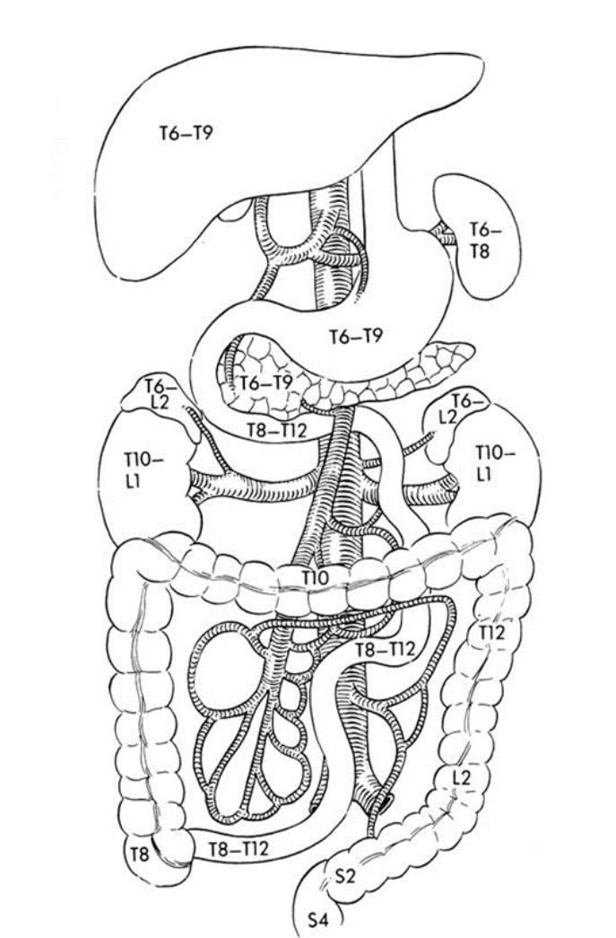 Solved Discuss the sympathetic pathway for general visceral | Chegg.com