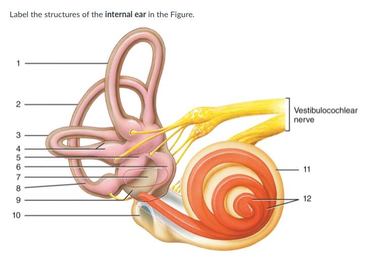 ampulla semicircular canals