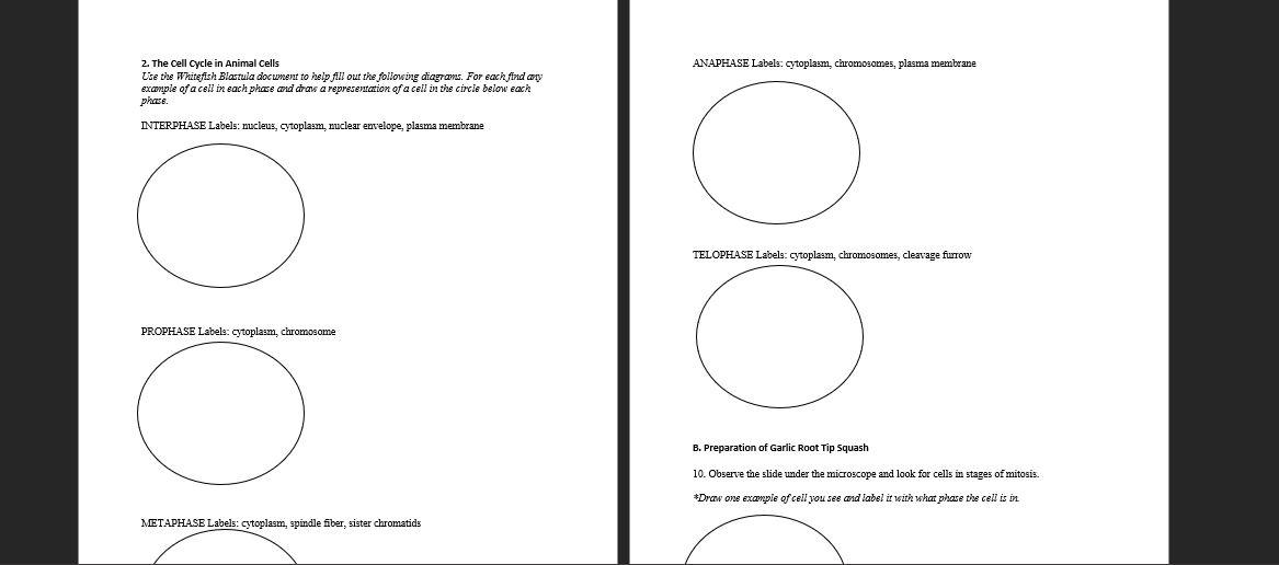 Solved Name: Date: METAPHASE Labels: cytoplasm, poles, | Chegg.com