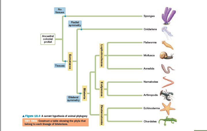 Compare A Fungus With An Animal In What Way Are They Chegg Com