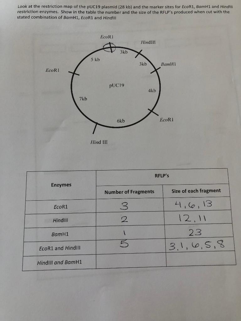 Solved Look at the restriction map of the pUC19 plasmid (28 | Chegg.com