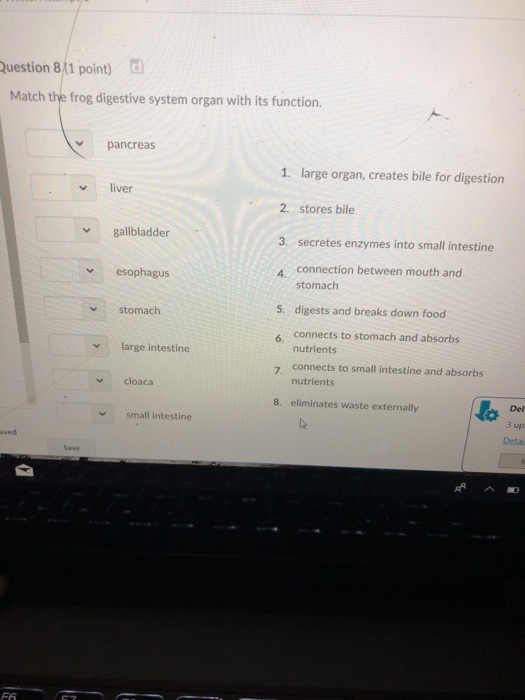 Solved uestion 8 1 point) d Match the frog digestive system | Chegg.com