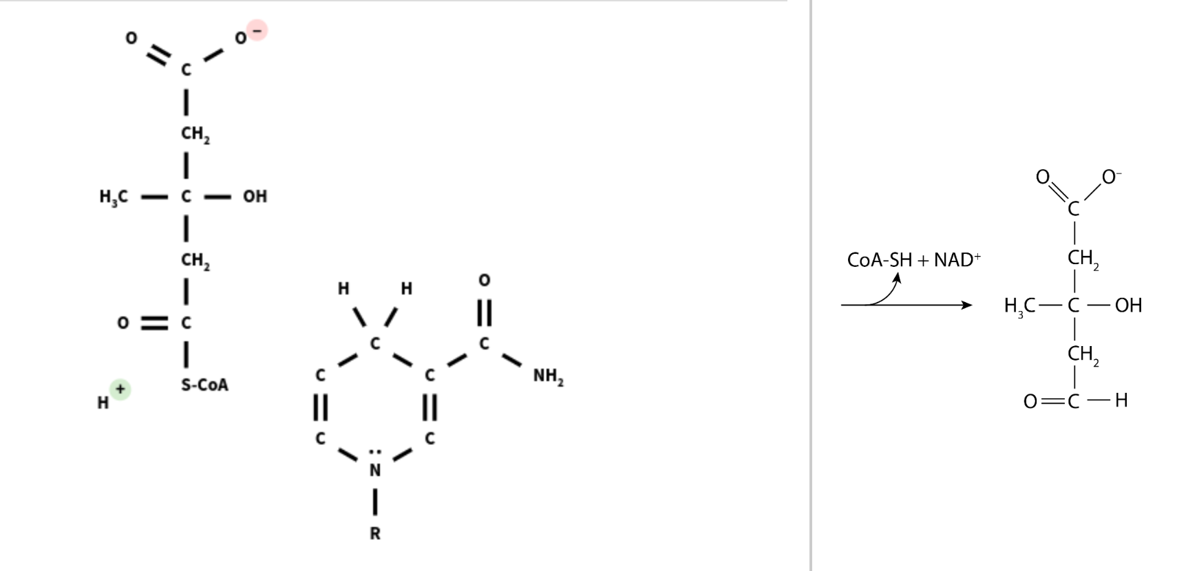 H C
?
I
CH?
I
|
CH?
I
= c
I
S-CoA
- OH
c1c
? ?
I
R
||
||
NH?
CoA-SH + NAD+
CH?
HC-?
- ??
CH?
0=? - ?