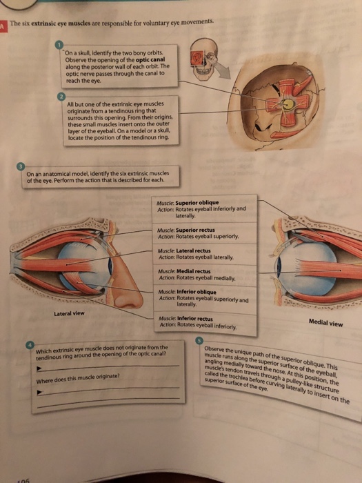 solved-the-six-extrinsic-eye-muscles-are-responsible-for-chegg