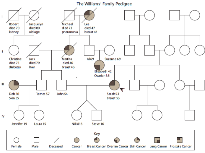 Solved 1. How Many Generations Are Shown In The 