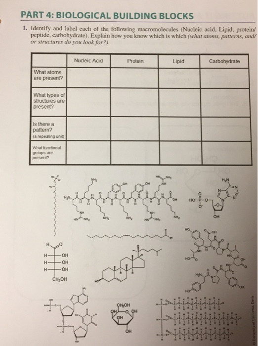 1 what are 4 classes of biological macromolecules and their building blocks