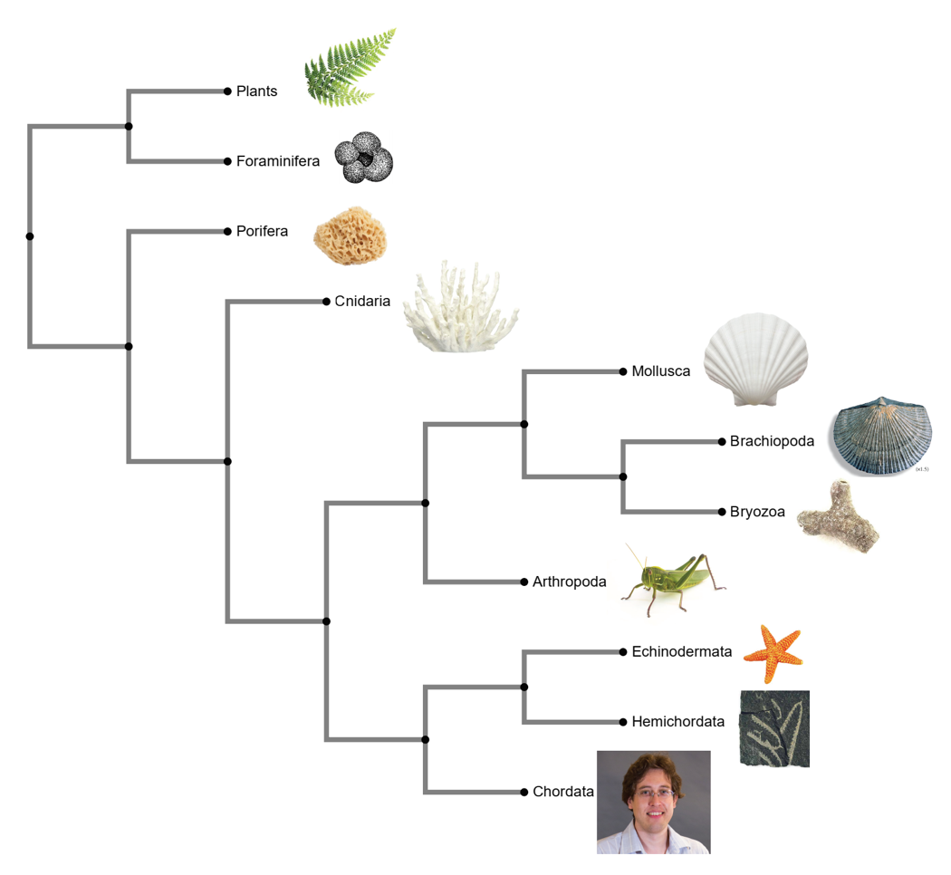 Solved use the simplified phylogenetic tree of the Animal 