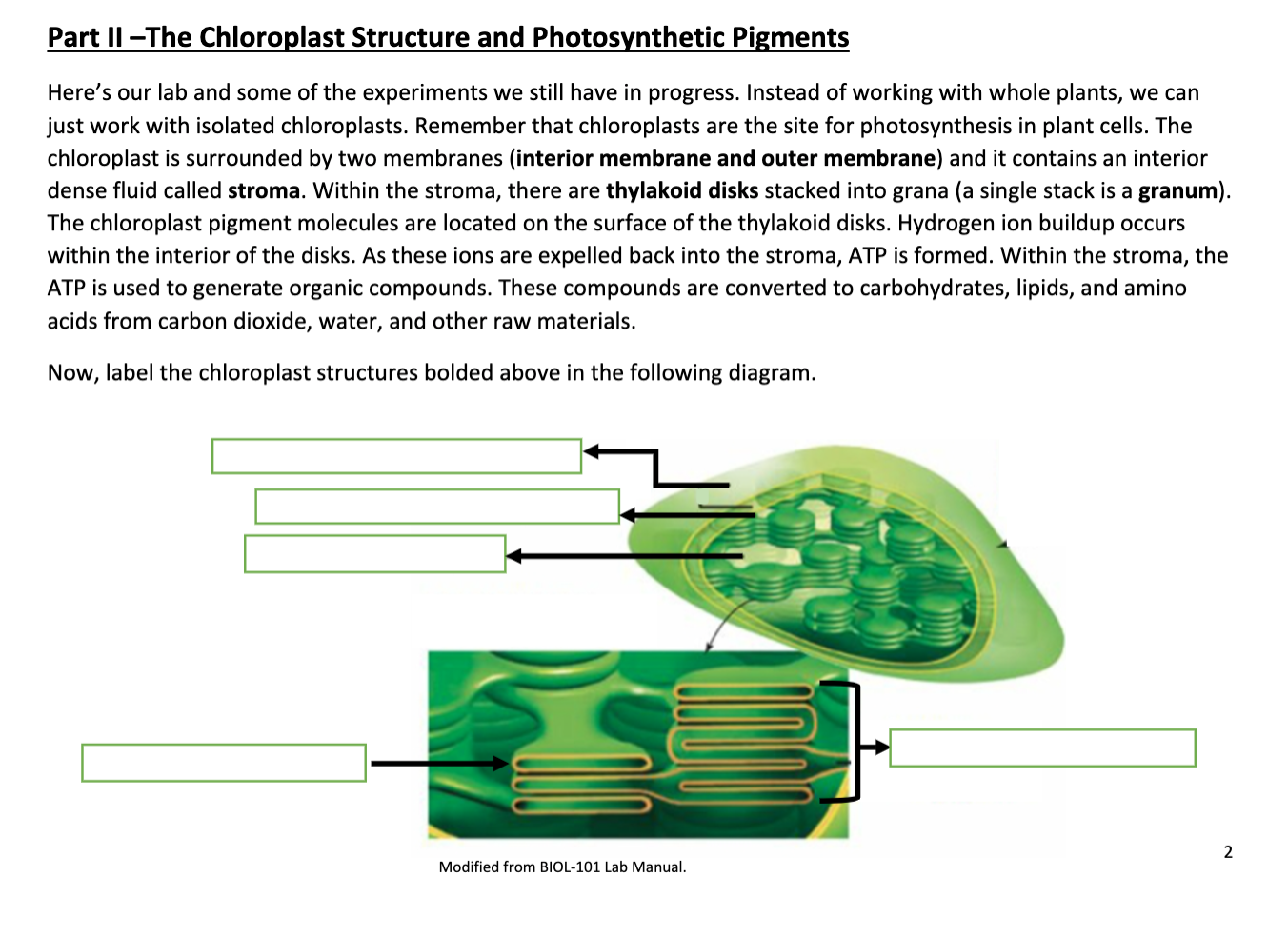 chloroplast structure