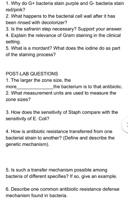 Solved 1. Why do G+ bacteria stain purple and G- bacteria | Chegg.com