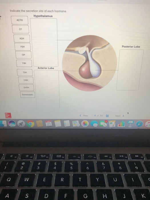 Solved: Indicate The Secretion Site Of Each Hormone. Hypot... | Chegg.com