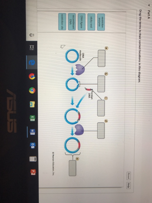 Monhybrid Mice Assignment Biology / Practice Dihybrid Crosses Worksheet