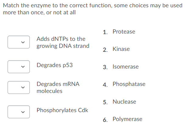 Solved Match The Enzyme To The Correct Function, Some | Chegg.com