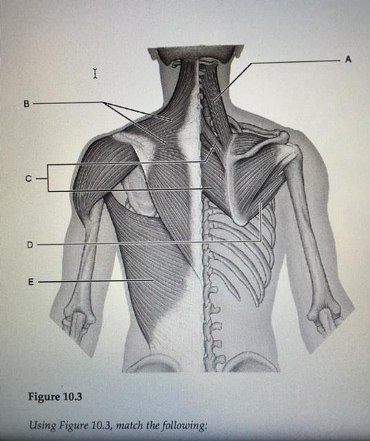 Which of the Following Best Describes the Orbicularis Oris