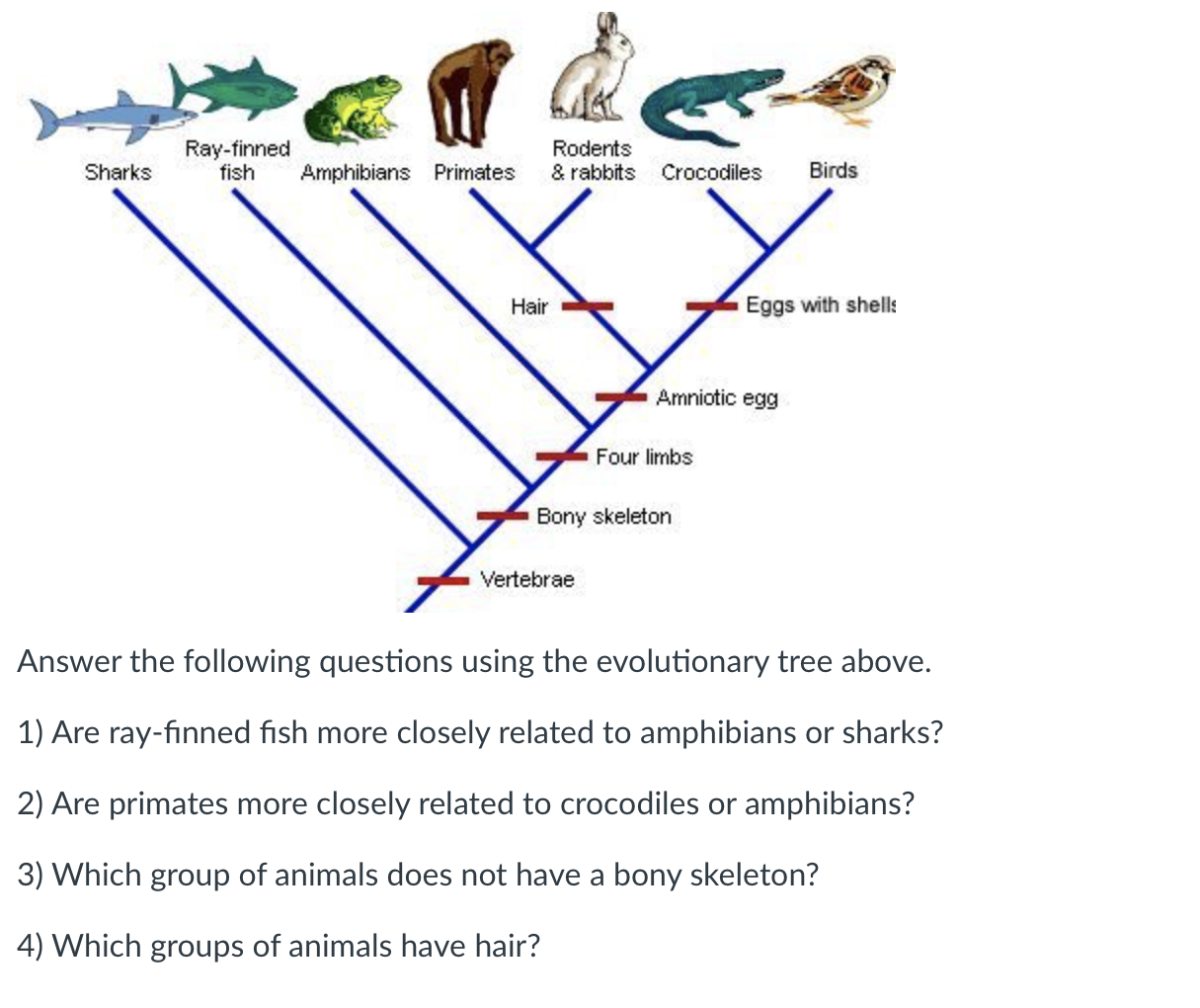 Solved Sharks Ray-finned fish Amphibians Primates Rodents & | Chegg.com