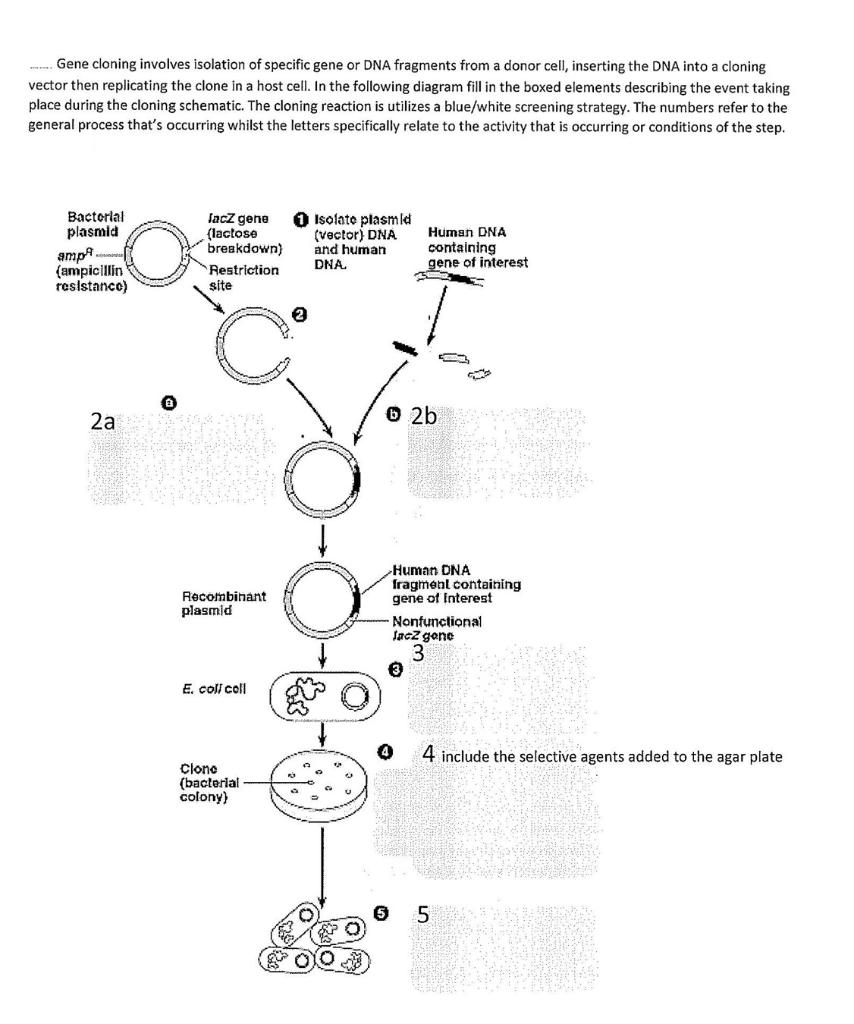 Solved Gene Cloning Involves Isolation Of Specific Gene Or | Chegg.com