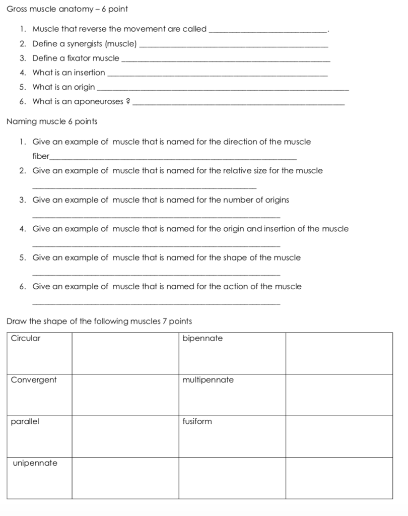 Synergist Definition Anatomy - Anatomy Drawing Diagram