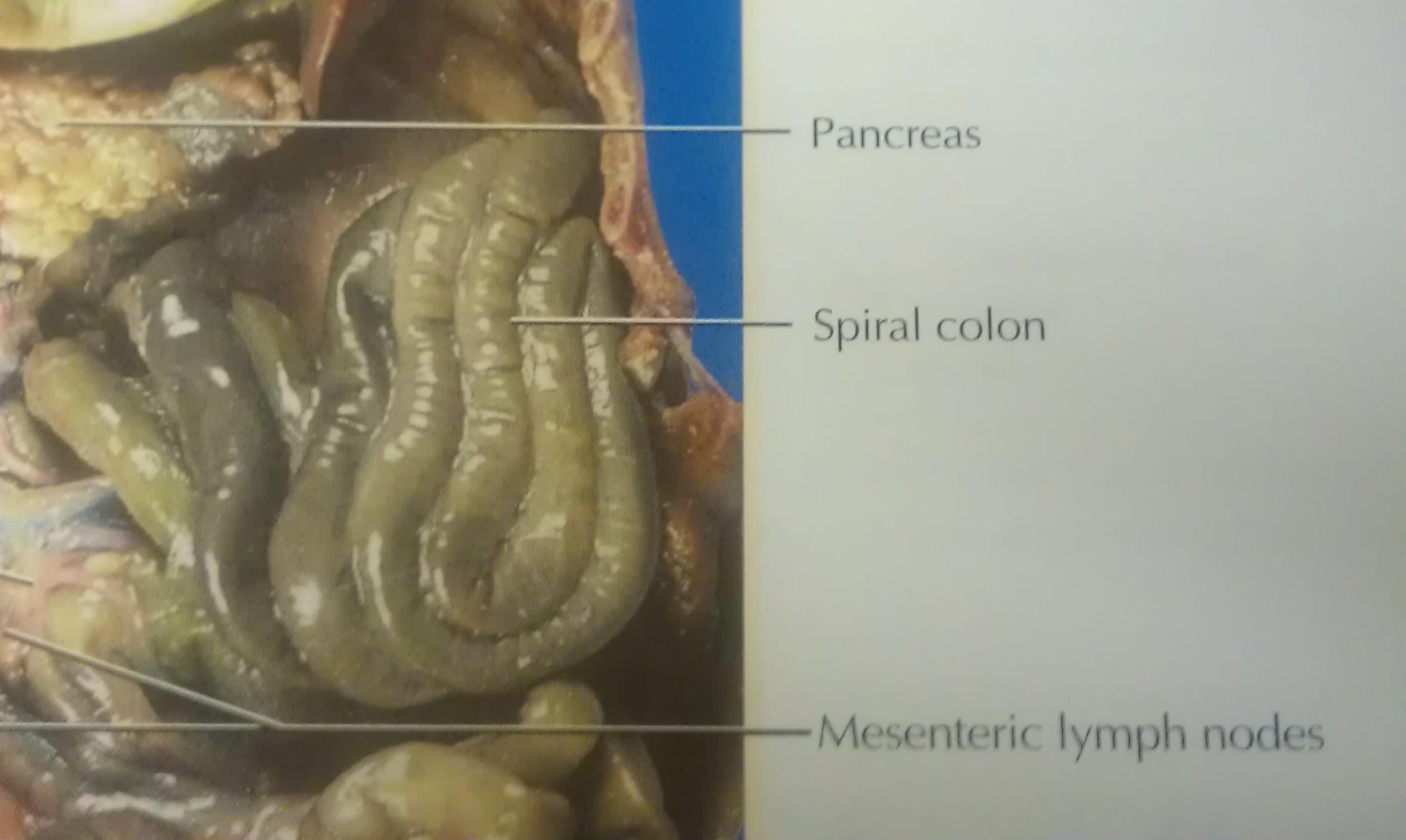 fetal pig small intestine
