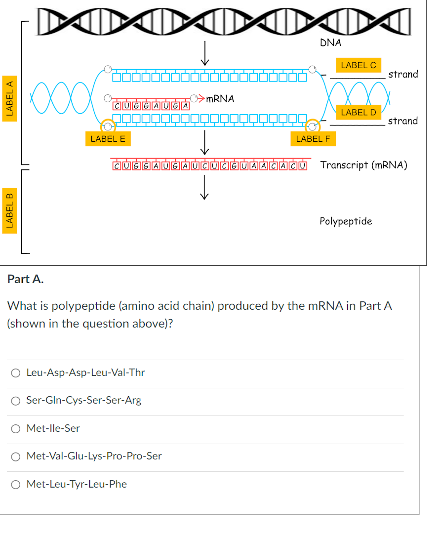 Solved Part A What is polypeptide (amino acid chain) | Chegg.com