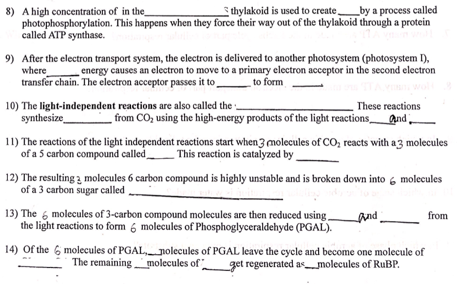 Solved 8) A high concentration of in the thylakoid is used | Chegg.com